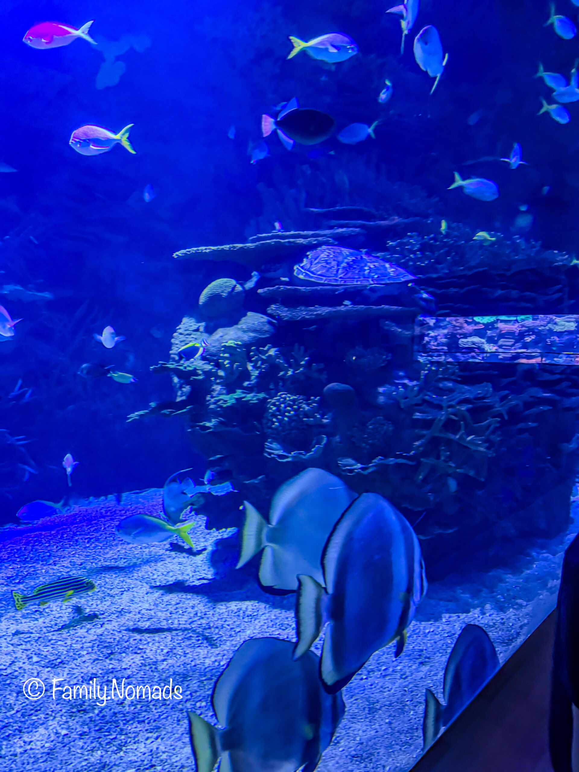 Haifischtunnel Oceanogràfic Valencia