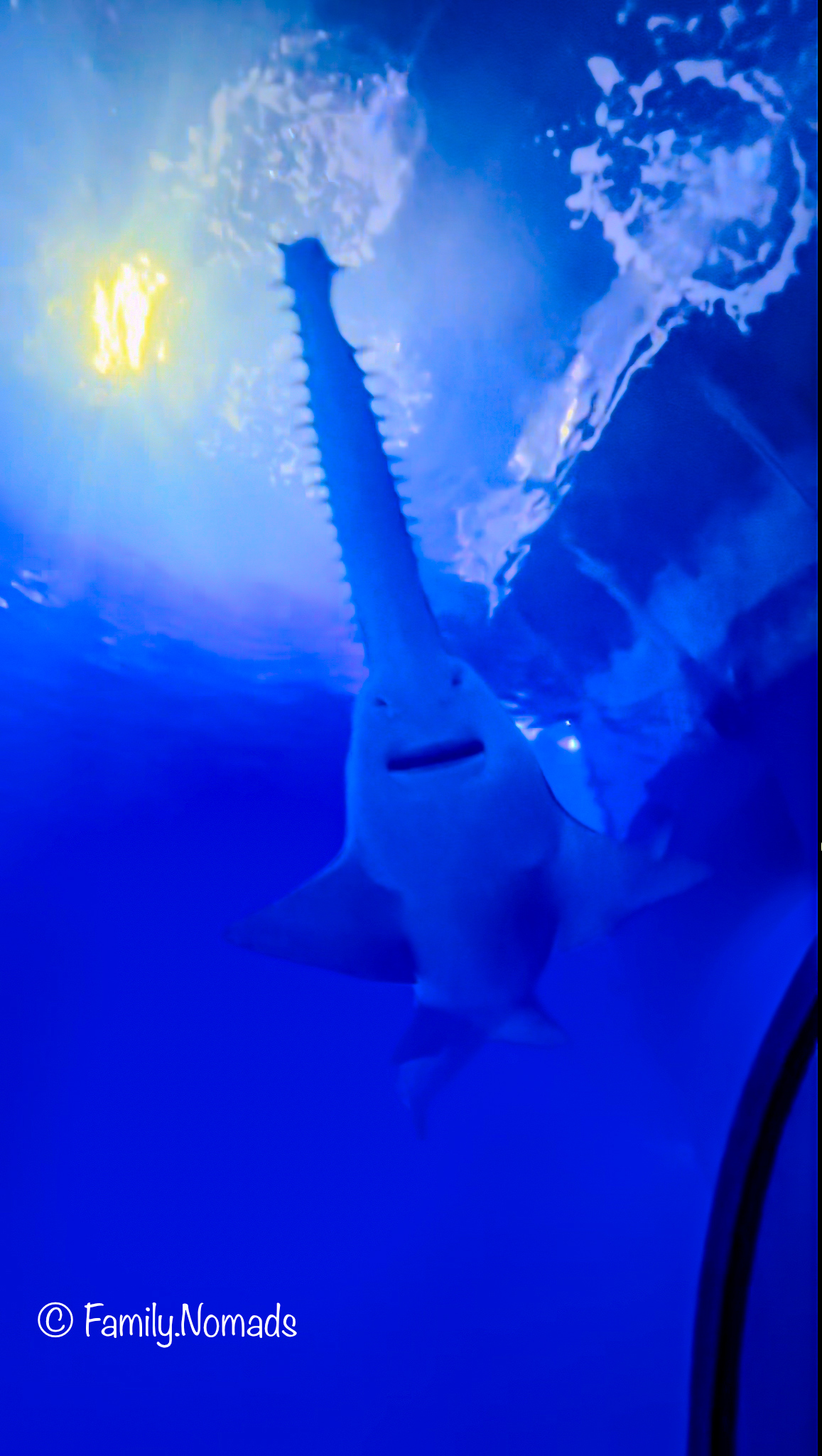 Aquarium Tunnel Oceanogràfic