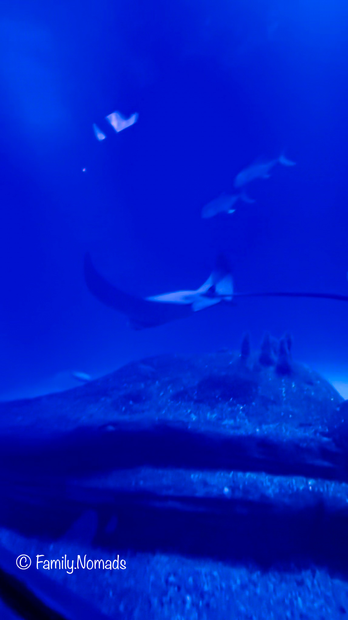 Delfine im Oceanogràfic Valencia