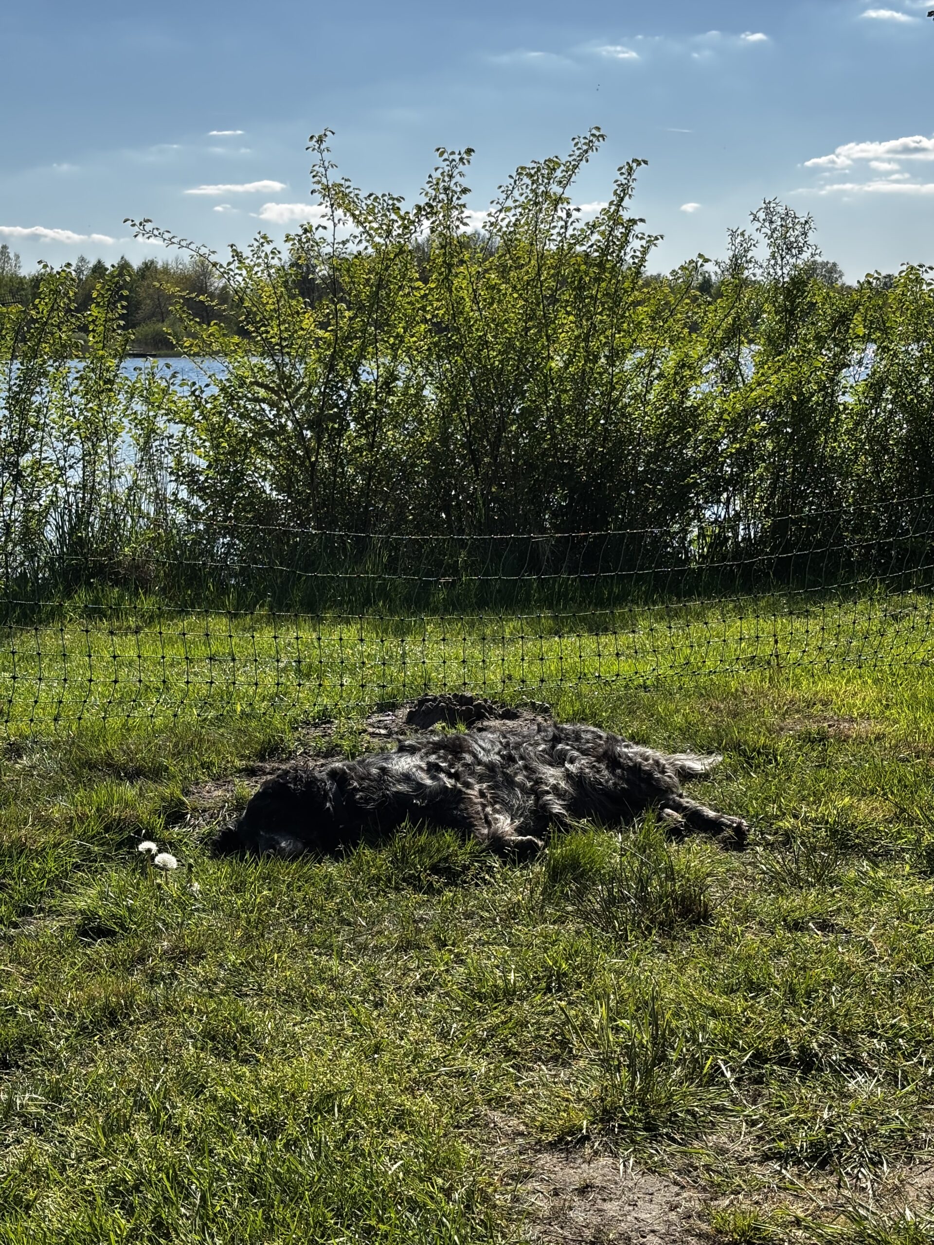 Fozzy liegt im Hundezaun vor dem Camper