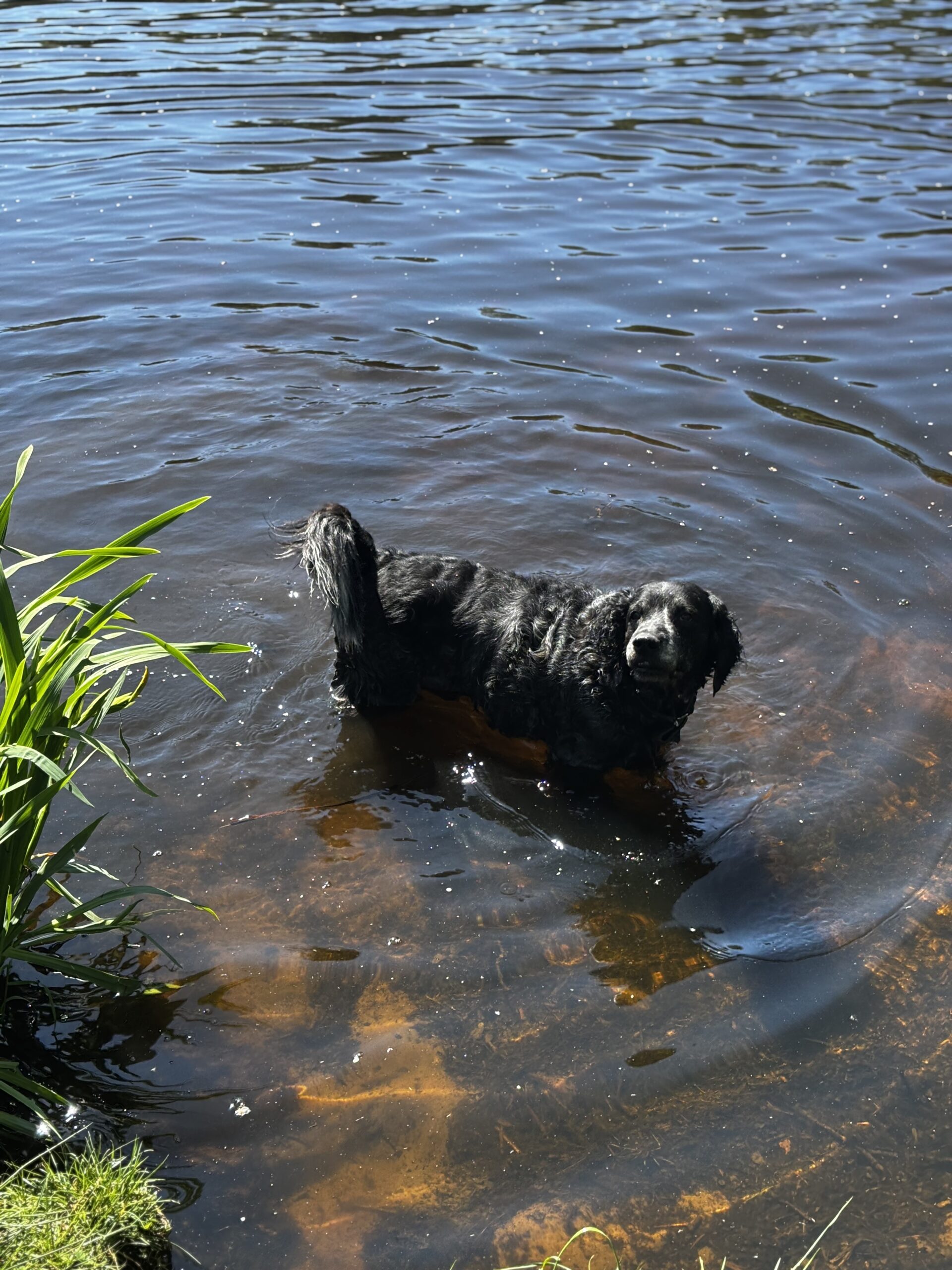 Fozzy im Wasser