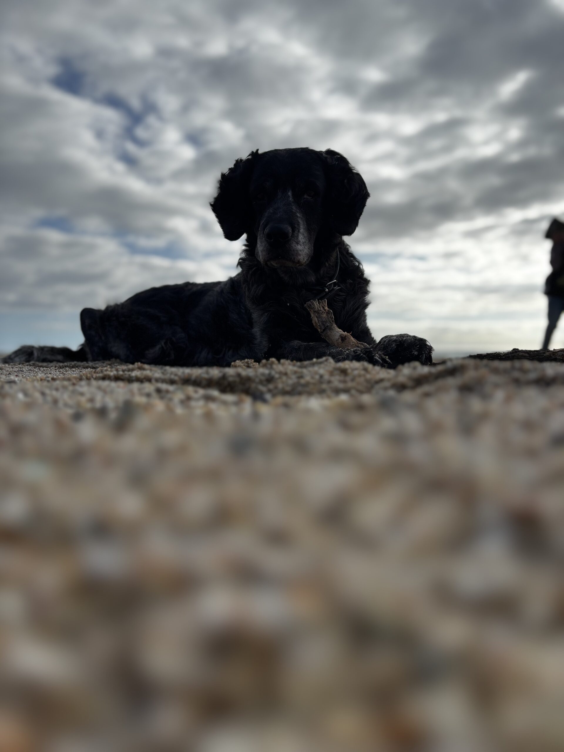 Fozzy von Family Nomads am Strand