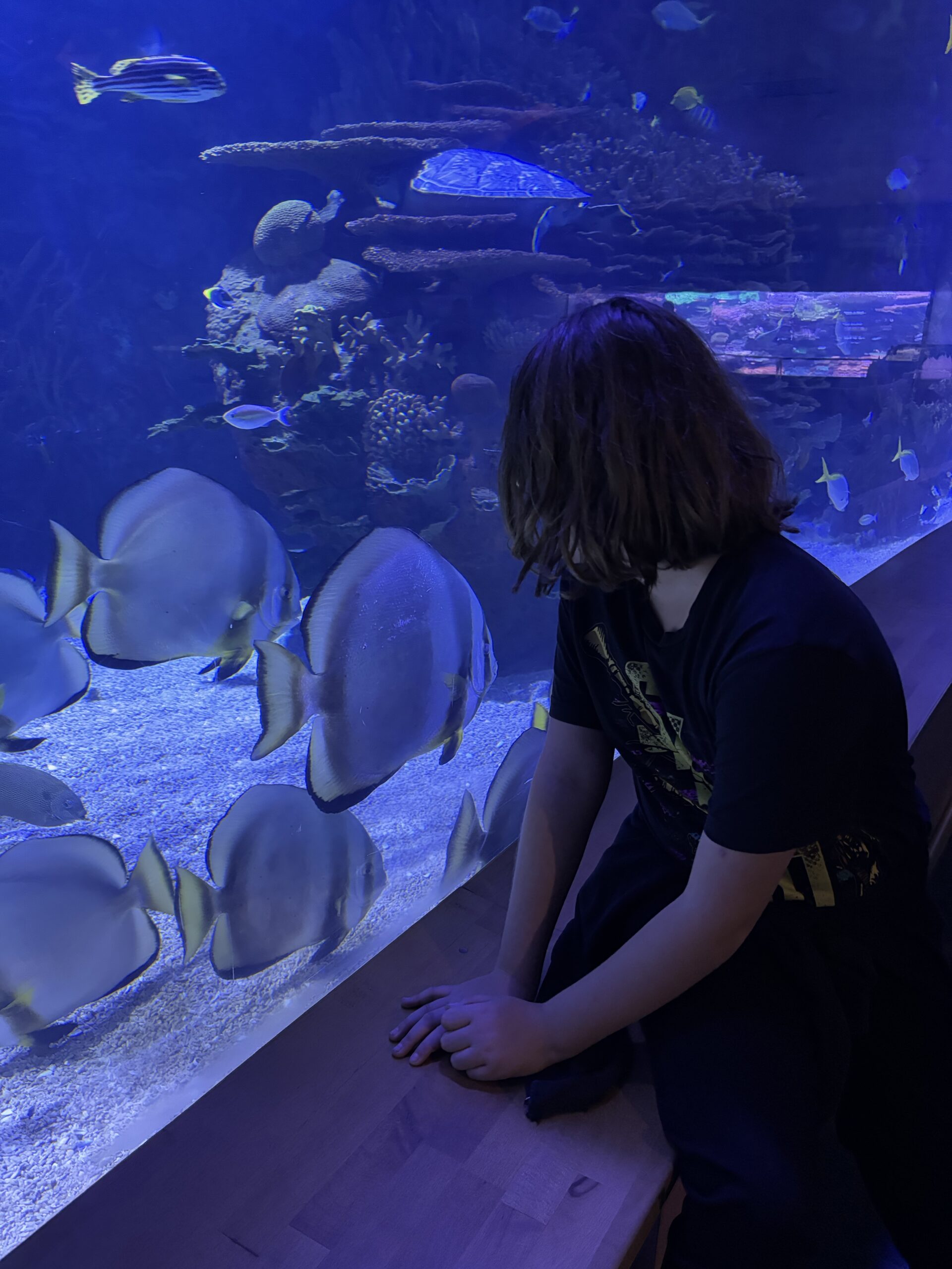 Freya beobachtet Fische im Oceanogràfic in Valencia